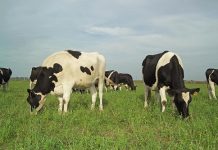 Las Jornadas Lecheras Nacionales 2017, con programa definido