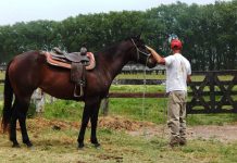 Pensionado equino a campo y box