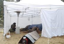 Murió la elefanta Pelusa a los 52 años en el zoológico de La Plata
