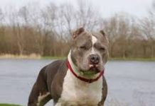 Tres ataques de perros Pitbull volvieron a encender la alarma
