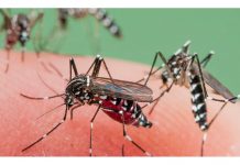 Enormes y voraces mosquitos invaden a la Región