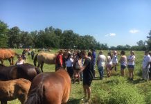 El Centro de Rescate y Rehabilitación Equino cumplió cinco años y lo festejó con visitas y manos solidarias