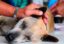 Castraciones y vacunación en gatos y perros en La Posada