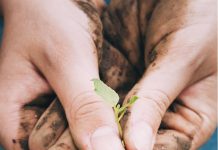Concurso de huerta familiar