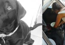 #Brandsen: La dura acusación de la dueña de la perra que murió encerrada en el auto de su cuidadora: “Es una asesina de animales”