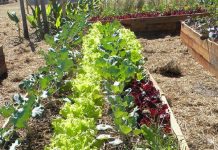 Taller de introducción a la huerta familiar agroecológica