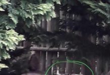 Ya fue capturado el puma que anduvo suelto hoy y preocupó a los vecinos de Brandsen