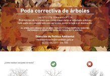 Poda correctiva de arboles
