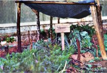 Taller de suelo agroecológico y abonos orgánicos