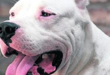 LA PLATA: Un nene de tres años fue atacado por dos perros dogo y un pitbull: lo salvó su abuela