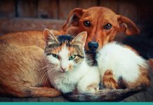 Zoonosis suspenderá sus actividades por 15 días