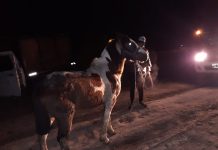 Aprehenden a tres personas por tenencia y traslado ilegal de caballos.