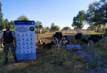 En un allanamiento por un caso de abigeato, se secuestraron animales, celulares, una escopeta y otros elementos. Un detenido