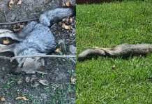 Aparecen zorros muertos y agonizando en un country de Brandsen