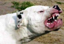 Dogo que se escapó de una casa atacó a un adolescente: Se recuerda protocolo para su tenencia y la obligatoriedad de inscripción en un registro