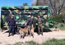 Demoraron a galgueros que cazaban de manera ilegal en un campo