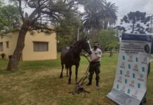 Maltrato animal: Secuestraron una yegua próxima a parir que tiraba de un carro con sobrepeso