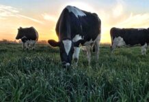 Lácteos Mayol apuesta a la agroecología en la producción de pastos