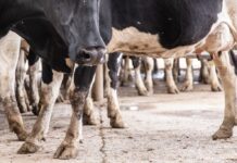 Retenciones Cero al sector lácteo hasta fin de año