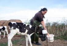 Precio de los alimentos: la leche aumentó 480% en cinco años