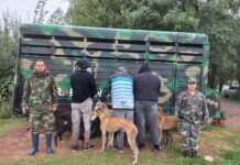 Demoraron a galgueros de Ensenada que ingresaron a un campo lindero a la autovía 2