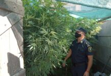 Tras allanamiento en el barrio República, secuestraron plantas y semillas de marihuana