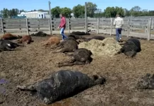 Conmoción por una masiva muerte de terneros en un remate en Brandsen: el factor que habría detonado el caso