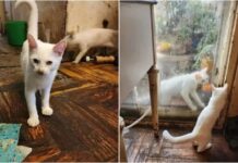 Horror: acumulaba gatos, los guardaba en el freezer y los comía en guisos y escabeches