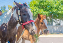 Por los casos registrados de encefalomielitis equina, la vacunación ahora es obligatoria