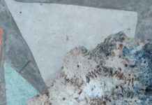 Hallazgo de posibles restos fósiles de gliptodonte en Brandsen