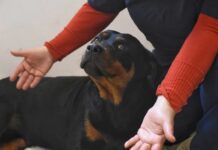 Glew: le dio cuatro balazos al perro por un matambre