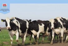 Impacto de la Devaluación de diciembre 2023 en los costos de producción de leche