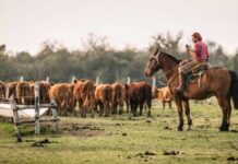 Día del Ruralista: Un homenaje al trabajo y esfuerzo del campo argentino
