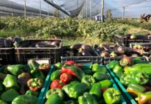 Piden crear un Consejo para fortalecer el cordón frutihortícola