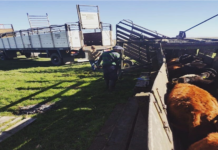 Remate de Hacienda en Gualeguay: Jáuregui Lorda Subastó 5.500 Ejemplares