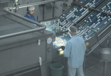 Tecnología alimentaria: Ovobrand, una planta avícola logró producir biogás sobre la base de los desechos de las gallinas