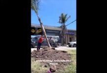 Palmeras en la calle Mitre: Renovar el arbolado y embellecer la ciudad