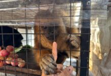 Rescate de Fauna Silvestre en Alejandro Korn