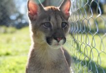 Sambi: una puma que anduvo por Brandsen y ahora vive en un refugio en Córdoba