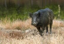 El gobierno bonaerense habilitó la caza de jabalí por riesgo ambiental y productivo