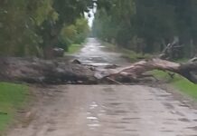 Carta de lectores: Un nuevo árbol caído en calle Cumeneyen, reclamo vecinal