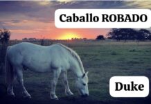 Escriben los lectores: Robo de caballos en Ruta 2
