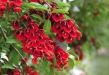 La Comuna creará un vivero con especies nativas