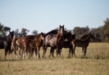 Senasa recuerda cómo prevenir la encefalomielitis equina