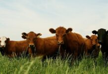 El Senasa define nueva estrategia de vacunación contra la aftosa reduciendo costos para productores