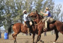 Escriben los lectores: “Los caballos de las jineteadas no son animales maltratados”