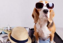 Qué trámite se debe hacer para viajar con mascotas al exterior