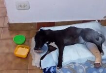 “Pindonga necesita volver a caminar”: fuerte pedido solidario de APAA Brandsen