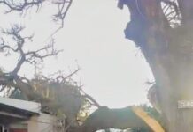 Gacetilla oficial: La Municipalidad aclaró la situación del histórico Ceibo de la Escuela N°10