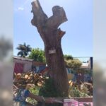 Podaron el ceibo de la Escuela 10 y un concejal expresó su indignación